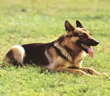 Adestramento de cães no Centro de Florianópolis